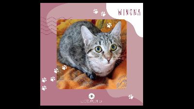 Benutzerbild von Kätzchen Winona möchte bei Dir einziehen