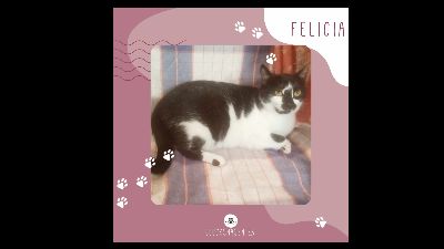 Anzeigenbild von Katze Felicia möchte gern bei Dir einziehen